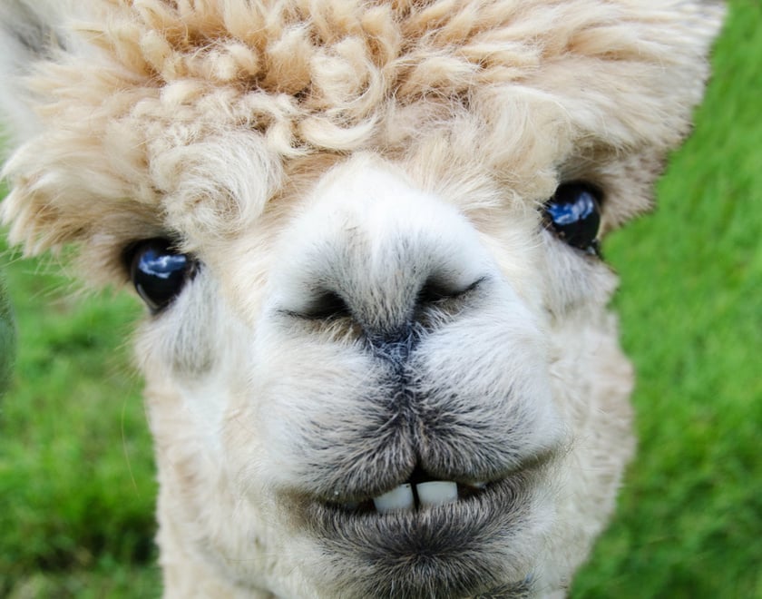 Smiling White Alpaca