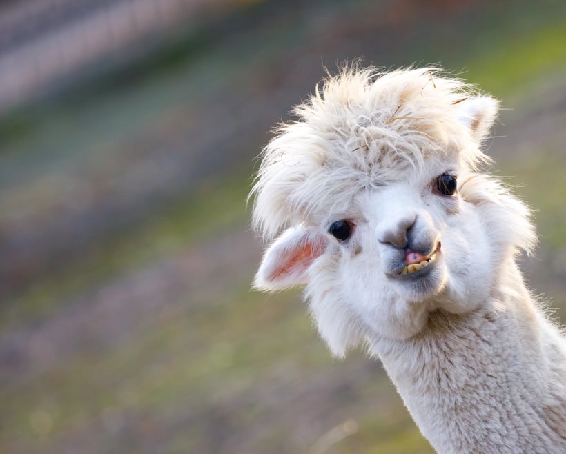 Alpaca