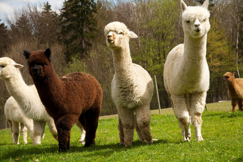 Alpacas