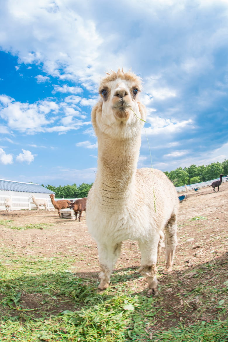 very cute alpacas