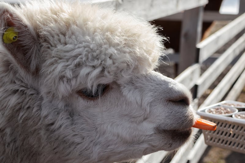 Close-up portrait of a white alpaca. Alpaca with carrots in