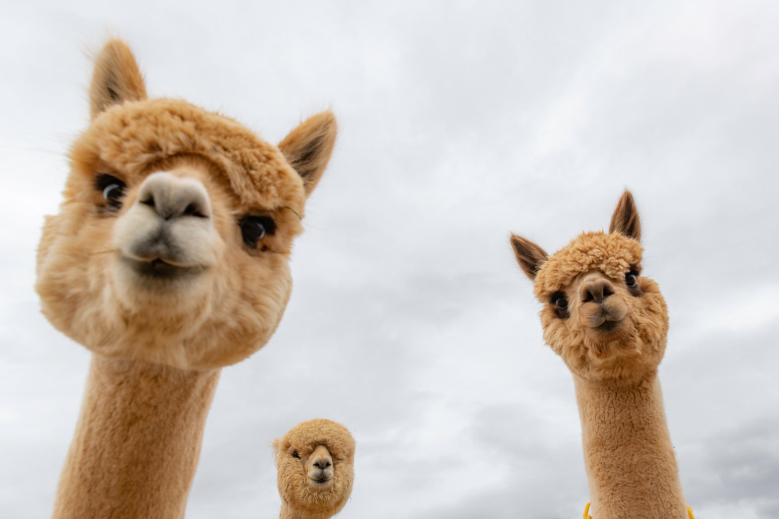 Female alpacas on a farm in Central Oregon