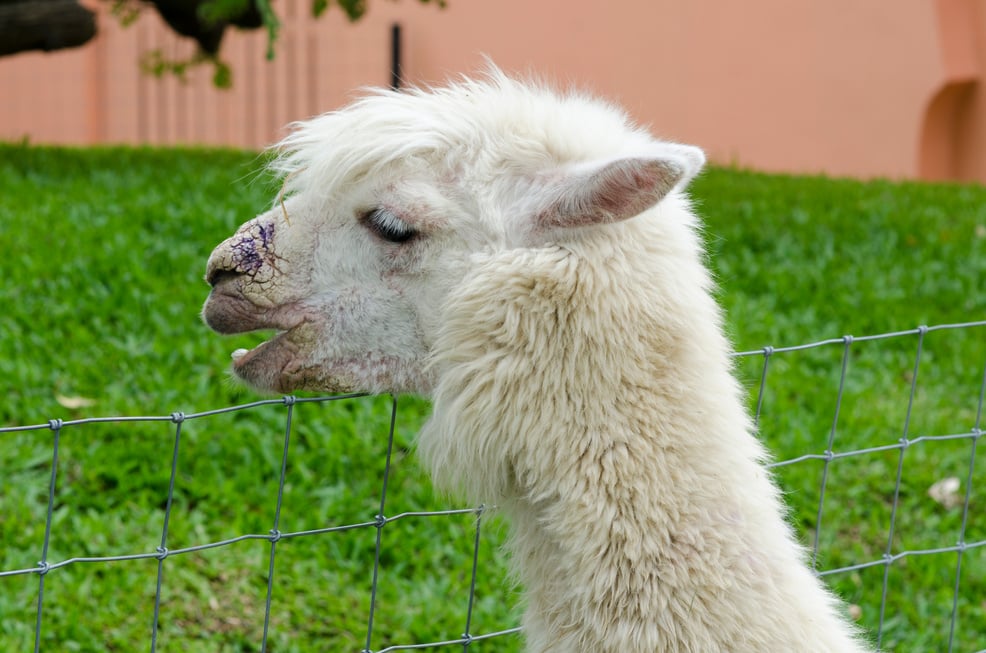 alpaca portrait